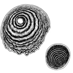 Junji Ito Uzumaki Sticker Set