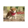 Koro Koro Mameshiba 2018 Calendar